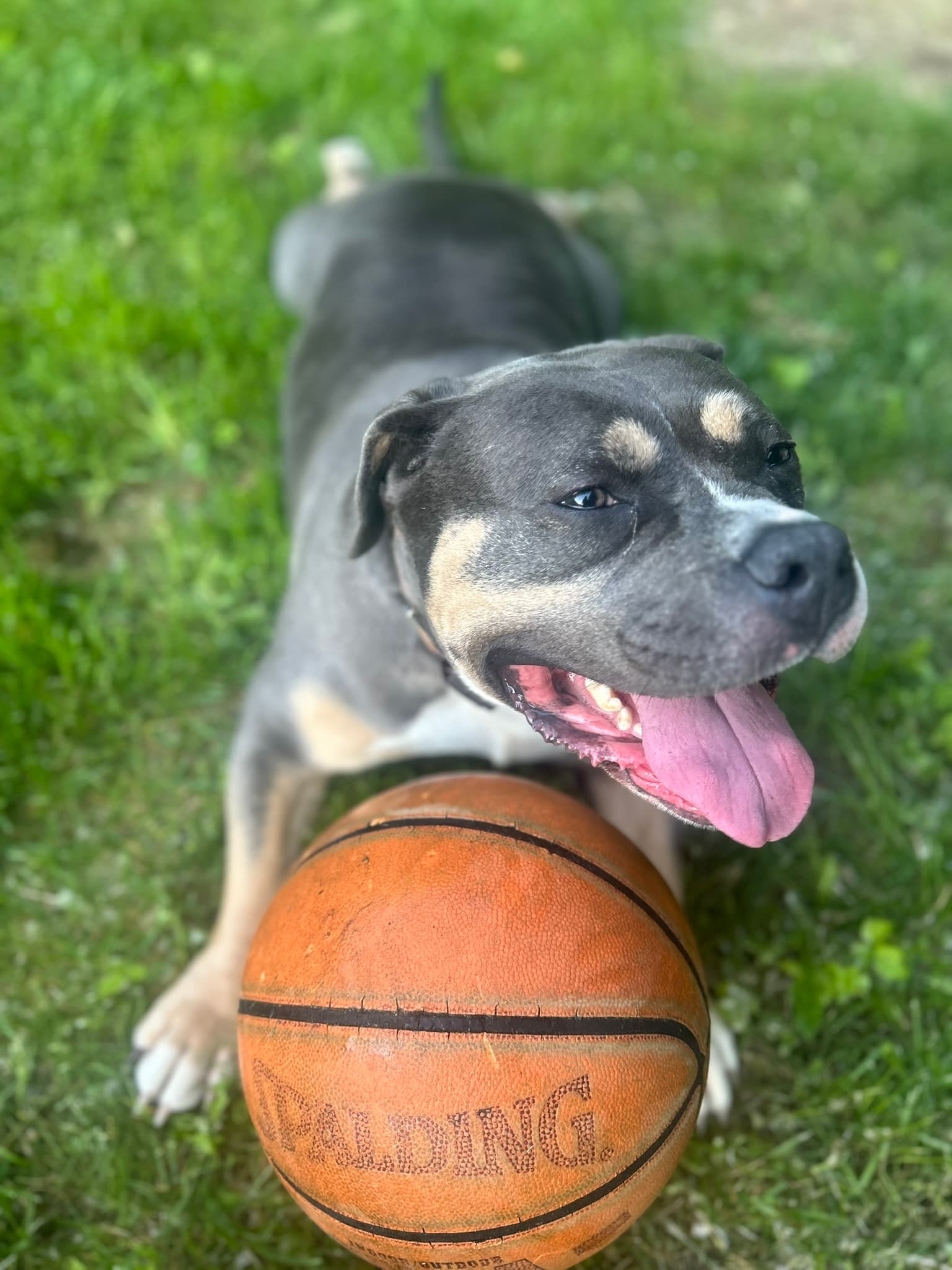 Bolt playing outside with a basketball