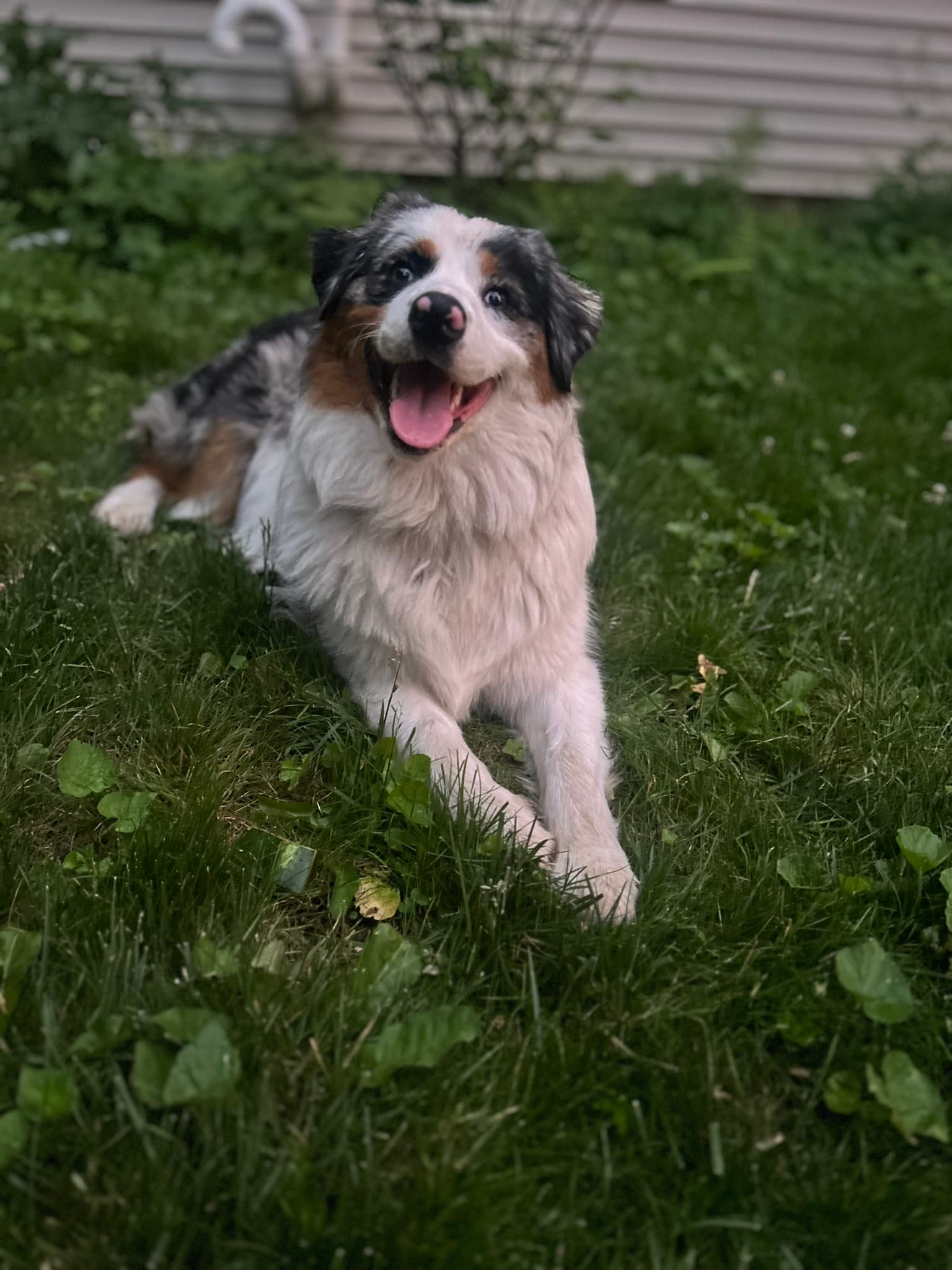 Darla relaxing in the grass