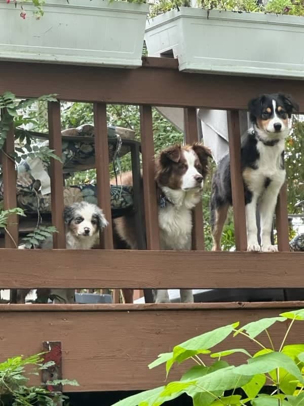 Dogs relaxing together on a porch during home-style pet care